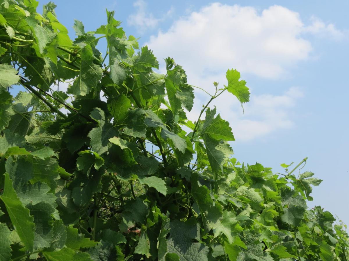Agriturismo Marco 베르가모 외부 사진